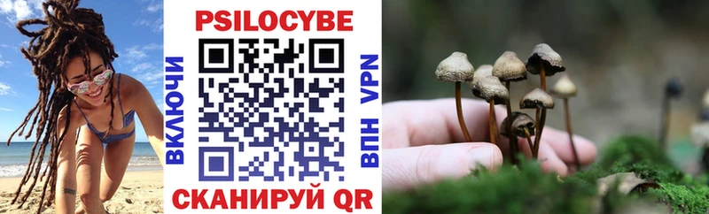 Купить  Болгар  Галлюциногенные грибы Cubensis 